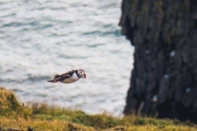 Puffin in volo con in bocca dei pesci